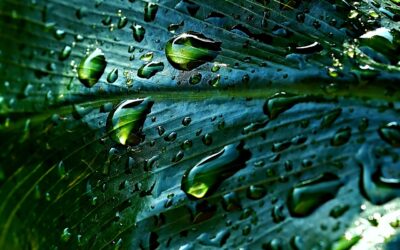 Wie Regenwasser zur Ressource wird