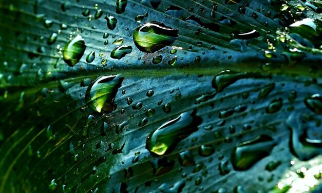 Wie Regenwasser zur Ressource wird