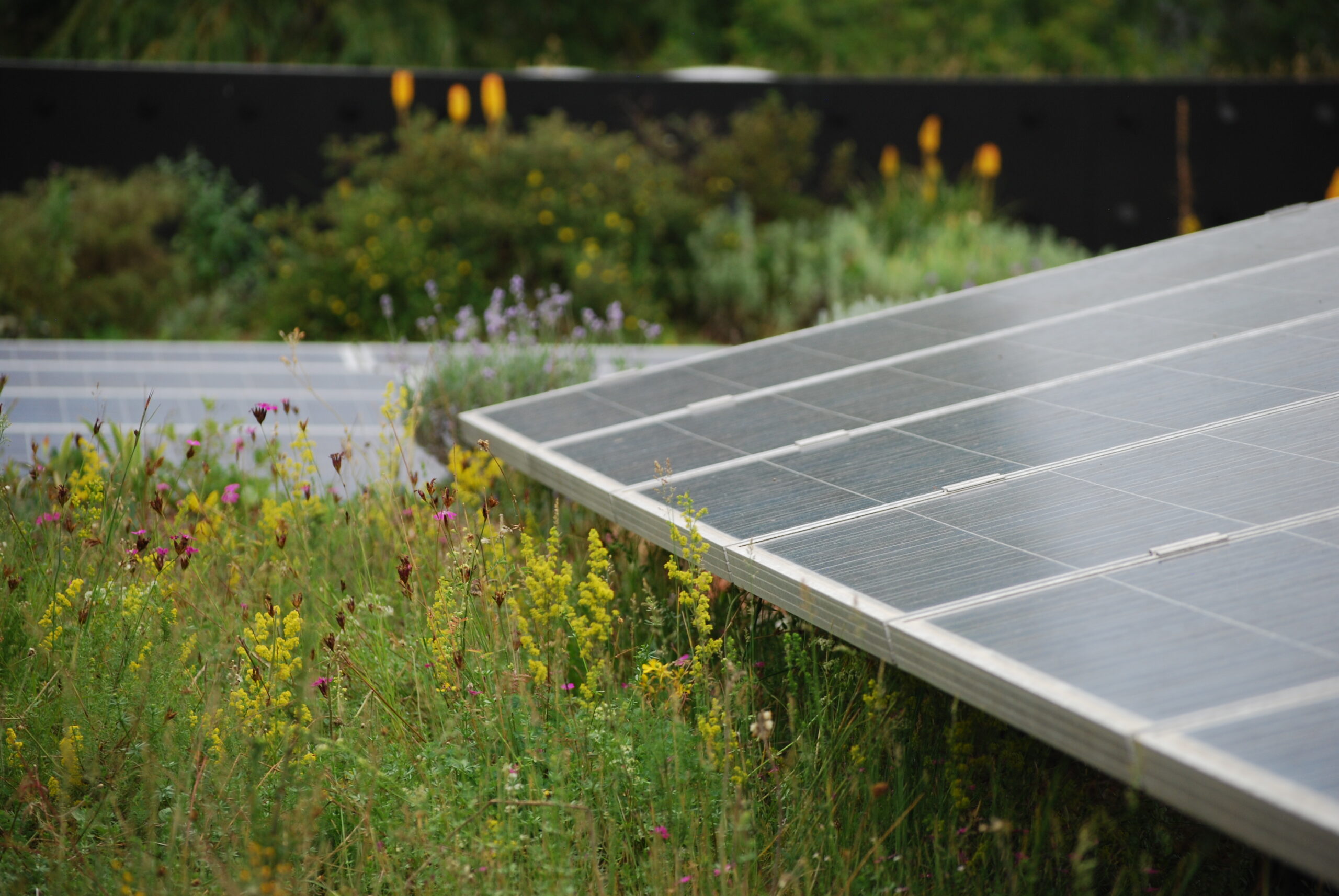 Industrie-Gründach Contec (C)Weiss-Tessbach