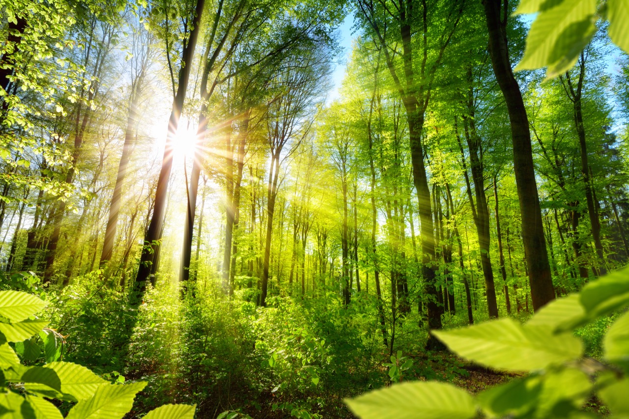 Biomasse entwickelt sich zum bedeutendsten Energieträger